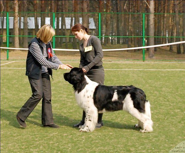 Фото: ньюфаундленд Питерньюф Продижи (Piternyuf Prodigy)