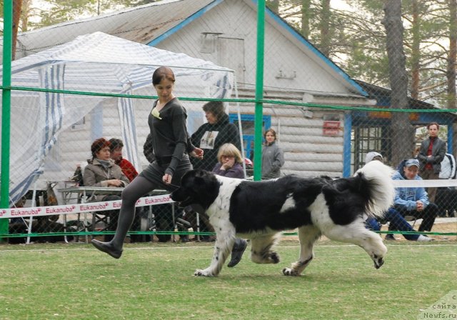 Фото: ньюфаундленд Питерньюф Продижи (Piternyuf Prodigy)