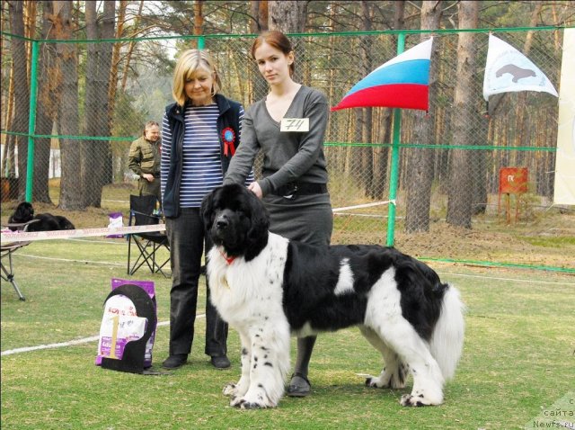 Фото: ньюфаундленд Питерньюф Продижи (Piternyuf Prodigy)