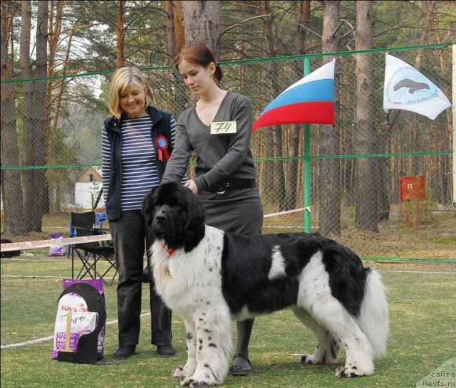 Фото: ньюфаундленд Питерньюф Продижи (Piternyuf Prodigy)