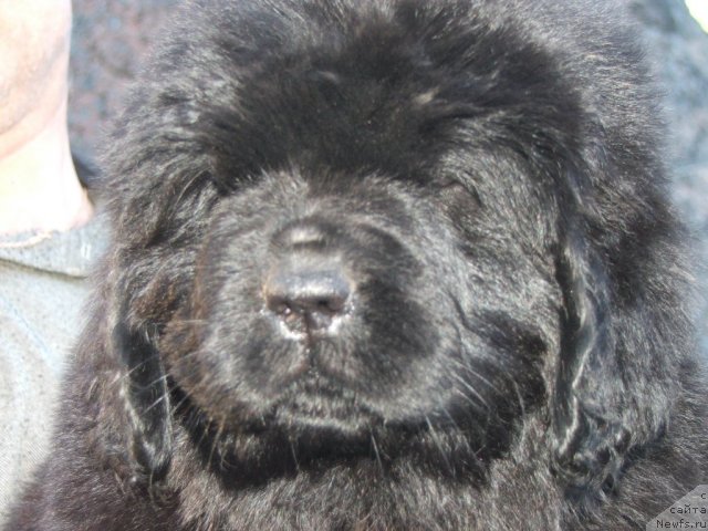 Фото: ньюфаундленд Плюшевая Панда Удивительная Кейт (Plushevaya Panda Udivitelnaja Kejt)