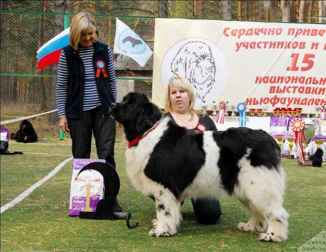 Фото: ньюфаундленд Веснушка на Счастье (Vesnushka na Shastie)