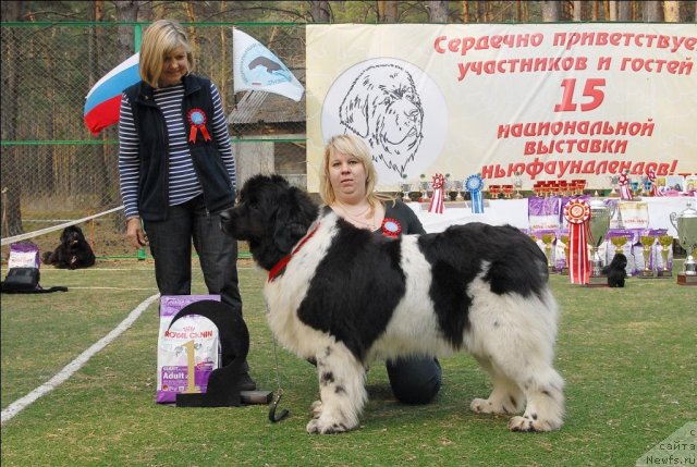 Фото: ньюфаундленд Веснушка на Счастье (Vesnushka na Shastie)