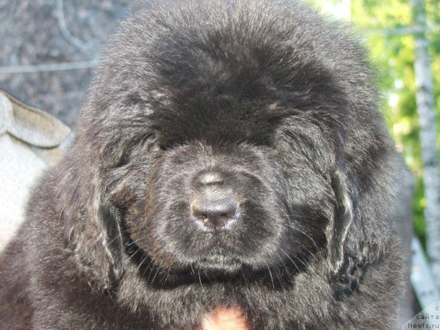 Фото: ньюфаундленд Плюшевая Панда Удивительная Кейт (Plushevaya Panda Udivitelnaja Kejt)