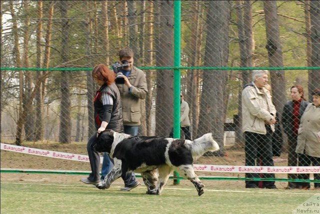 Фото: ньюфаундленд Сент Джонс Пеппи Длинный Чулок (Sent Djons Peppi Dlinny Chulok)