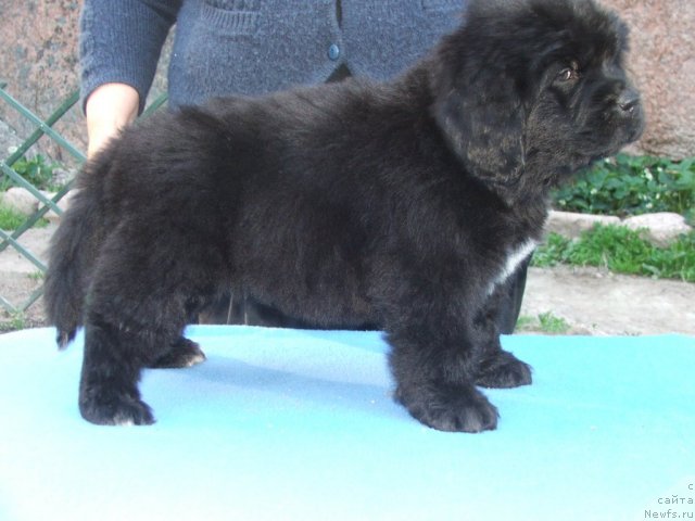 Фото: ньюфаундленд Плюшевая Панда Удивительная Кейт (Plushevaya Panda Udivitelnaja Kejt)