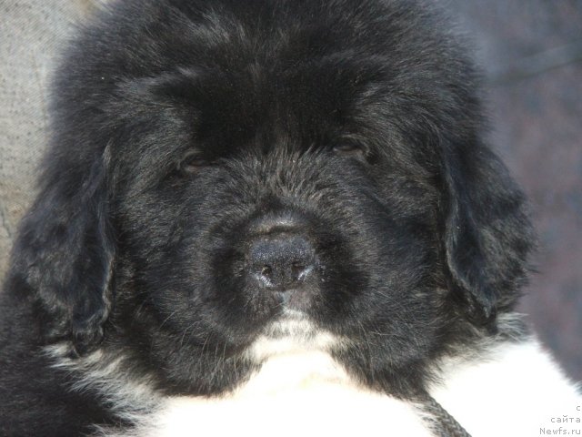 Фото: ньюфаундленд Плюшевая Панда Уильям Венценосный (Plushevaya Panda Uiljam Venzenosnyj)