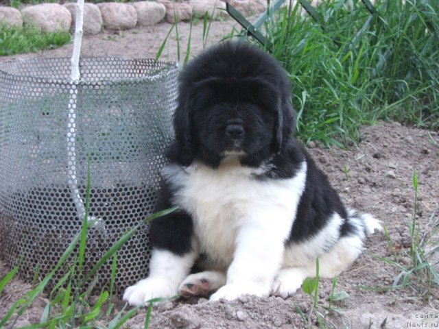 Фото: ньюфаундленд Плюшевая Панда Уильям Венценосный (Plushevaya Panda Uiljam Venzenosnyj)