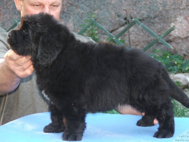 Фото: ньюфаундленд Плюшевая Панда Уоол Одри Арт - 2 (Plushevaya Panda Uool Odri Art-2)