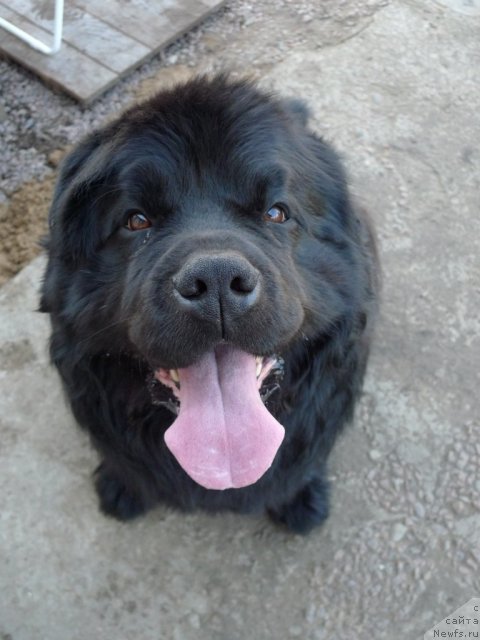 Фото: ньюфаундленд Плюшевая Панда Викар (Plushevaya Panda Vikar)