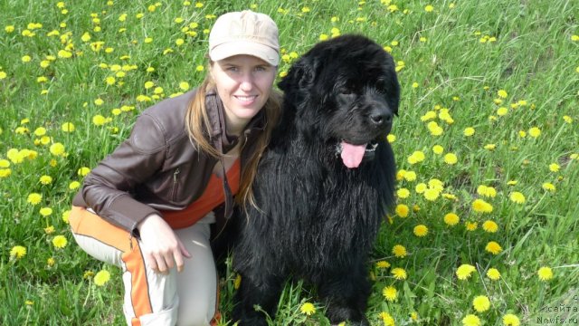 Фото: ньюфаундленд Плюшевая Панда Викар (Plushevaya Panda Vikar), Дарья Крамарева