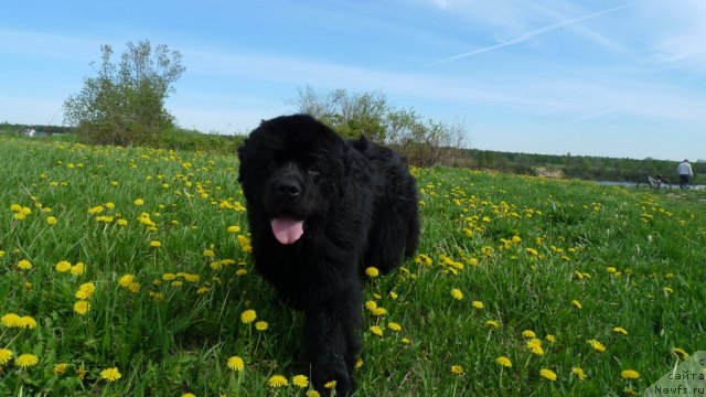 Фото: ньюфаундленд Плюшевая Панда Викар (Plushevaya Panda Vikar)