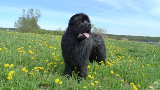 Фото: ньюфаундленд Плюшевая Панда Викар (Plushevaya Panda Vikar)