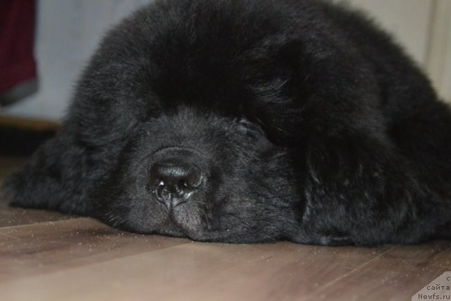 Фото: ньюфаундленд Бегущая по Волнам Зеро Коол