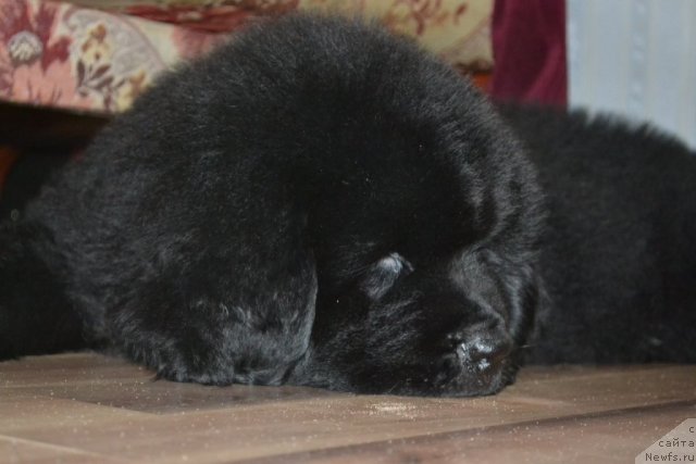 Фото: ньюфаундленд Бегущая по Волнам Зеро Коол