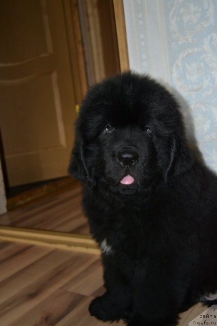 Фото: ньюфаундленд Бегущая по Волнам Зеро Коол