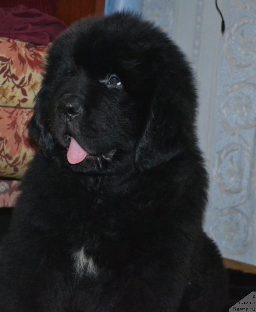 Фото: ньюфаундленд Бегущая по Волнам Зеро Коол