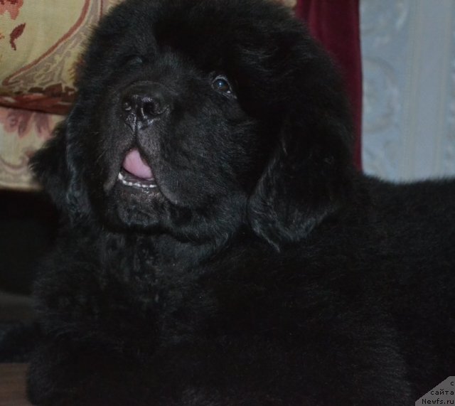 Фото: ньюфаундленд Бегущая по Волнам Зеро Коол