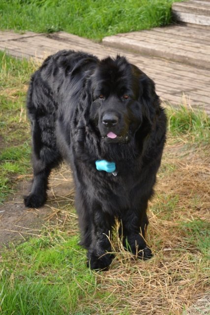 Фото: ньюфаундленд Глория Гранд Блек