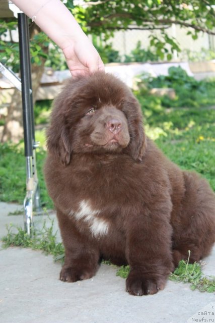 Фото: ньюфаундленд Акватория Келвин Риверданс (Aquatoriya Kelvin Riverdance)