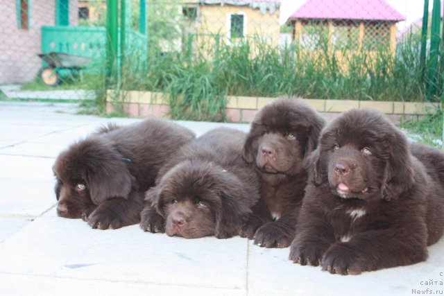 Фотография № 68874