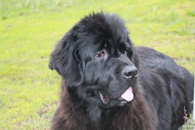 Фотография № 68908