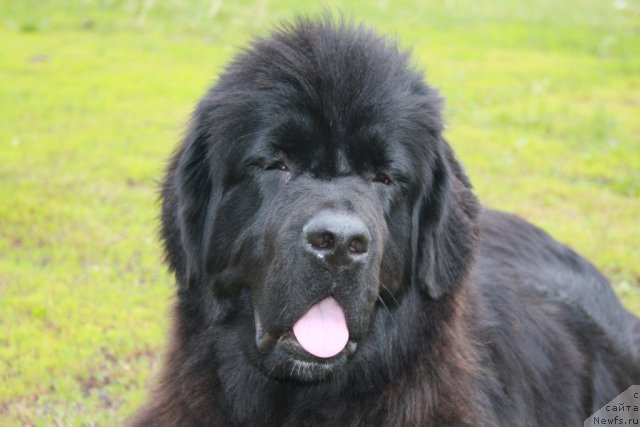 Фото: ньюфаундленд Супер Премиум Жани Моник