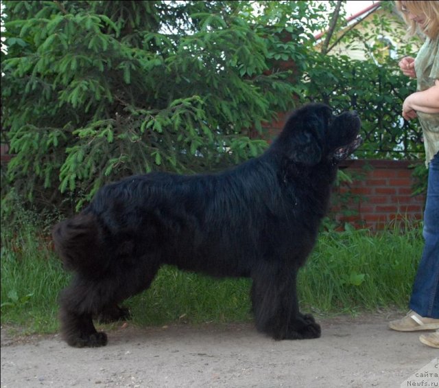 Фото: ньюфаундленд Kloofbears My Dream for Sent Djons