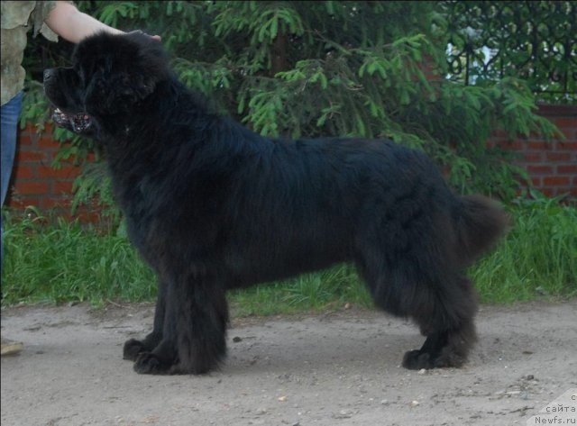 Фотография № 68915