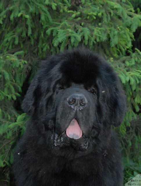 Фотография № 68918