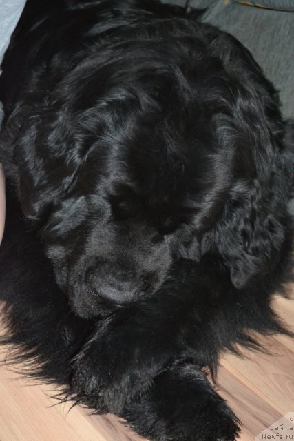 Фото: ньюфаундленд Глория Гранд Блек