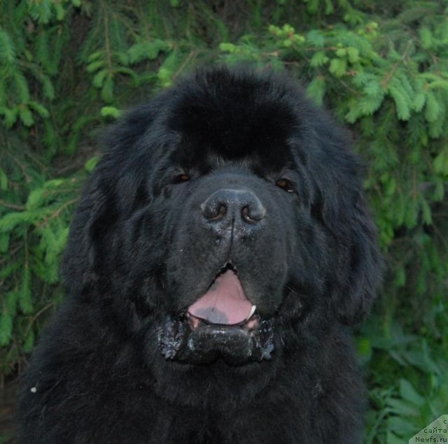 Фотография № 68920