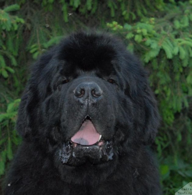 Фотография № 68921