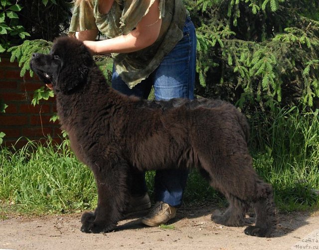 Фото: ньюфаундленд Сент Джонс Харебелл (Sent Djons Harebell)