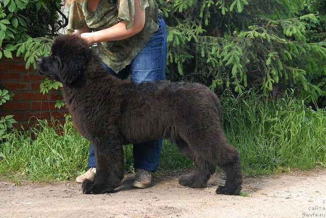 Фотография № 68925