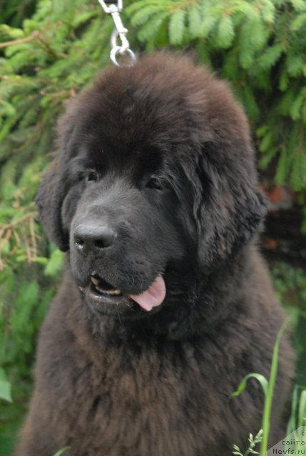 Фото: ньюфаундленд Сент Джонс Харебелл (Sent Djons Harebell)