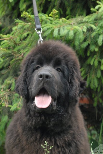 Фотография № 68930