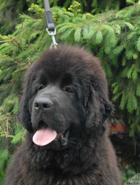 Фото: ньюфаундленд Сент Джонс Харебелл (Sent Djons Harebell)