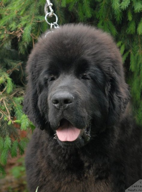 Фотография № 68933