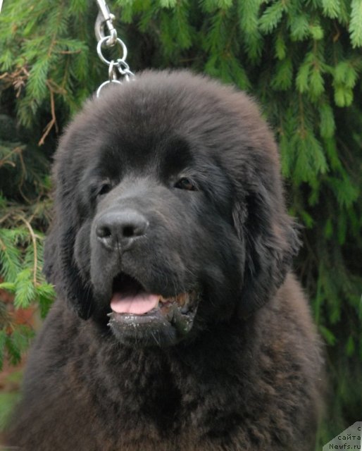 Фотография № 68934