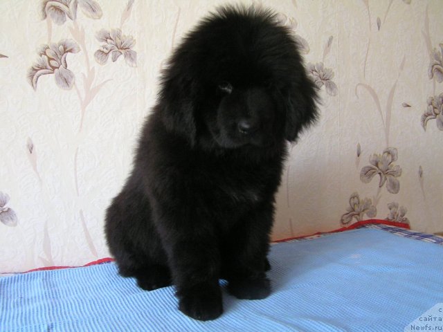 Фото: ньюфаундленд Ореана от Ласкового Дельфина