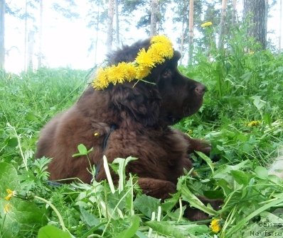 Фото: щенок, ньюфаундленд Венеция из Царства Медведей в Обуш Шед