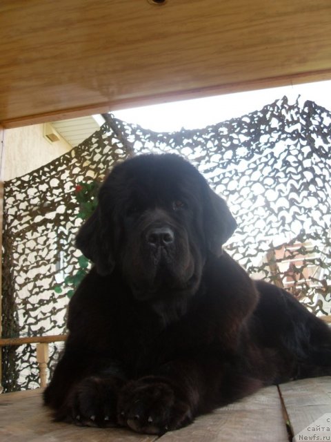 Фото: ньюфаундленд Чара Блэк Квэст Морской Медведь