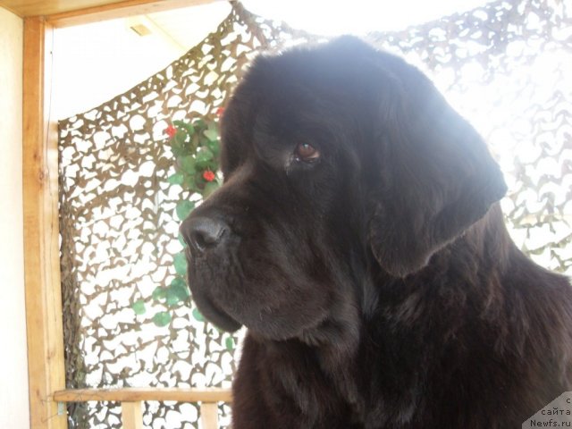 Фото: ньюфаундленд Чара Блэк Квэст Морской Медведь