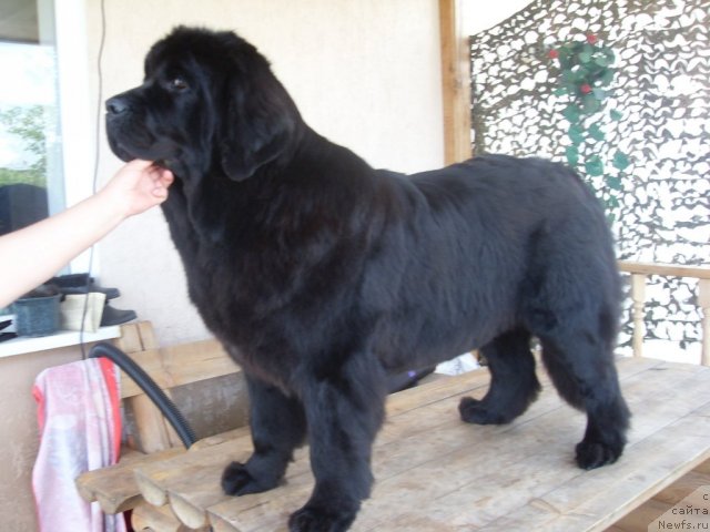 Фото: ньюфаундленд Чара Блэк Квэст Морской Медведь