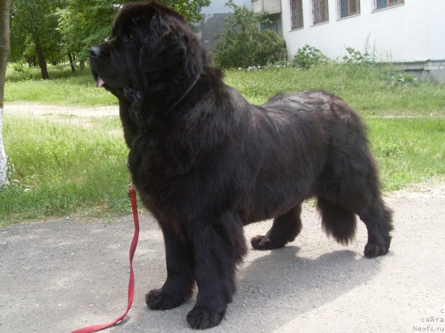 Фото: ньюфаундленд Чара Блэк Квэст Морской Медведь