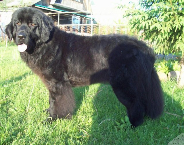 Фото: ньюфаундленд Ласковый Мишка