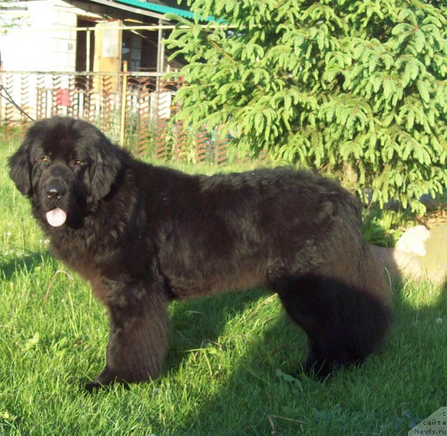 Фото: ньюфаундленд Ласковый Мишка