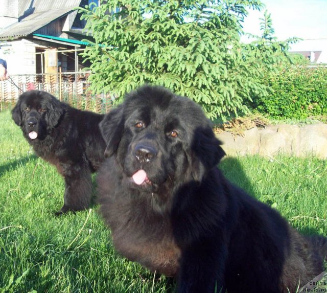 Фото: ньюфаундленд Ласковый Мишка, ньюфаундленд Чудная Красавица