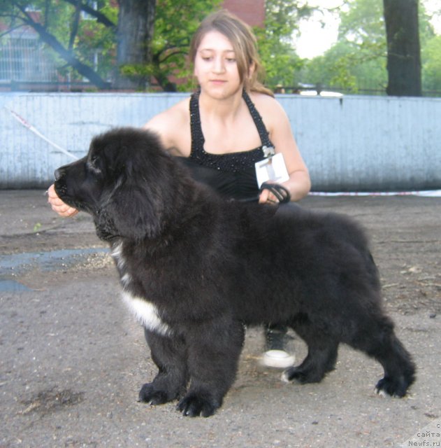 Фото: ньюфаундленд Очи Жгучие Очи Черные из Тихого Омута